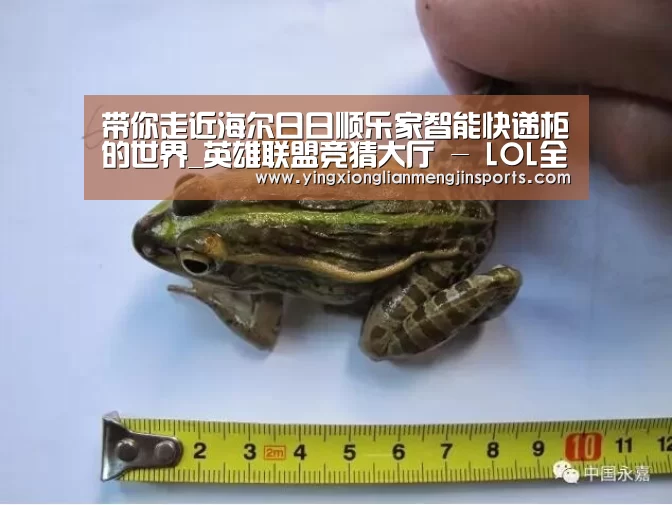 带你走近海尔日日顺乐家智能快递柜的世界_英雄联盟竞猜大厅 - LOL全球总决赛下注官方网站直播(图4) 英雄联盟竞猜大厅 - LOL全球总决赛下注官方网站